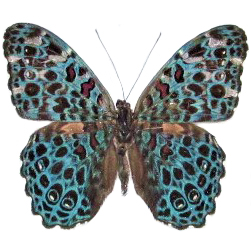 Hamadryas chloe blue butterfly Peru