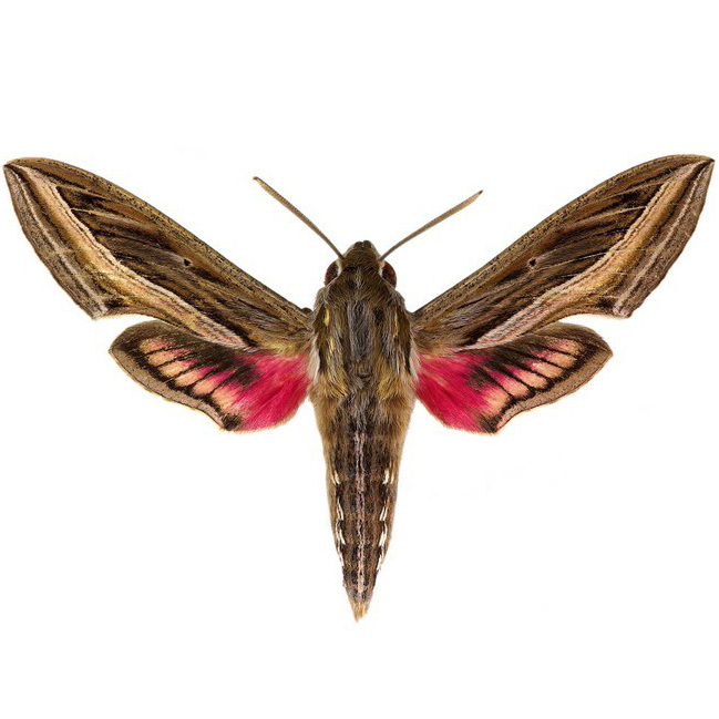 Hippotion celerio pink white lined sphinx moth Europe