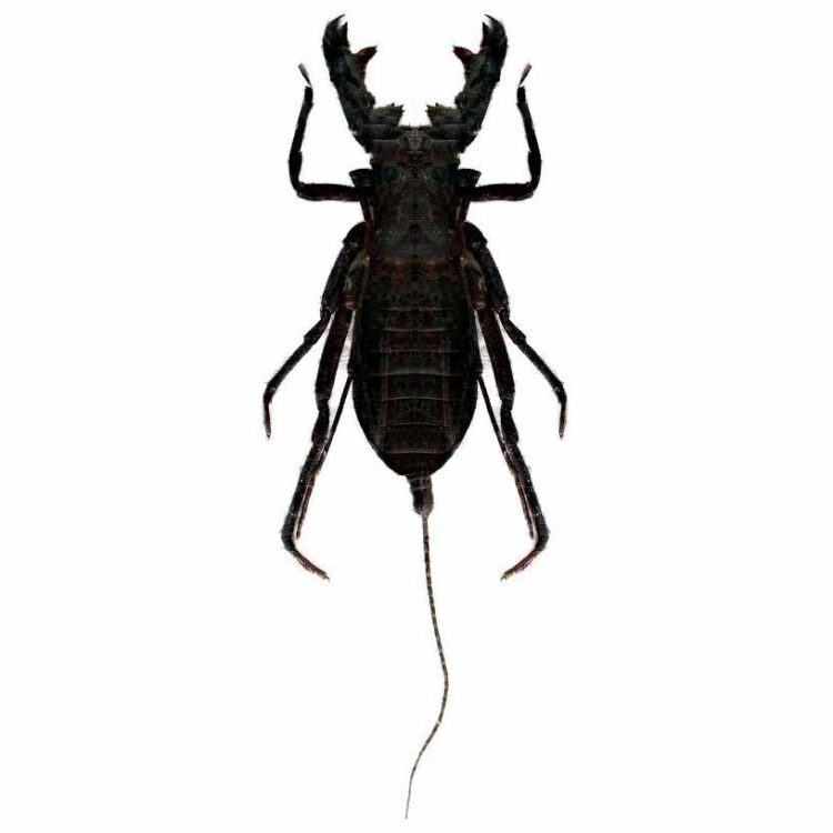 Hypocnoctus ranguHypocnoctus ranguensis whip scorpion Thailandensis whip scorpion Thailand