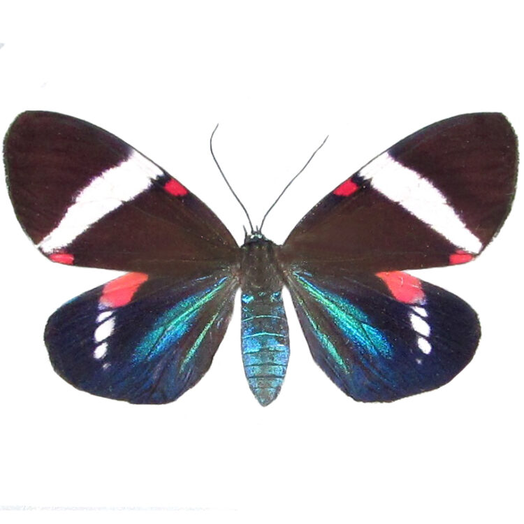 Hypocrita drucei pink blue day flying moth Costa Rica