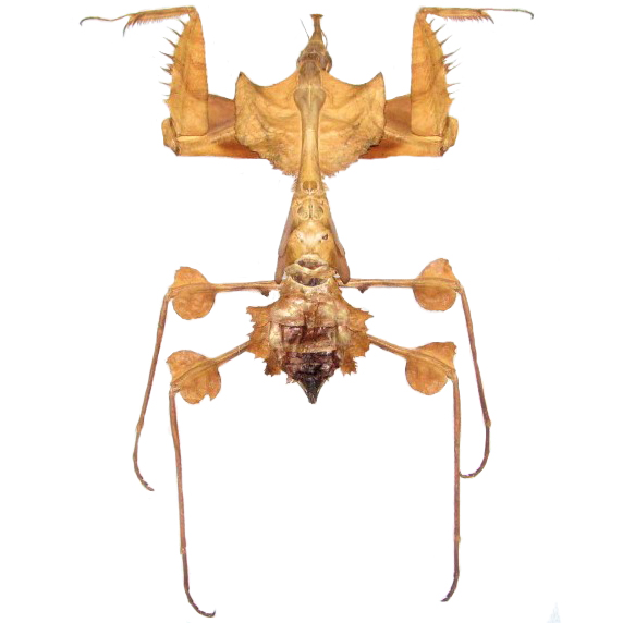 Idolomantis diabolica praying mantis nymph Tanzania RARE