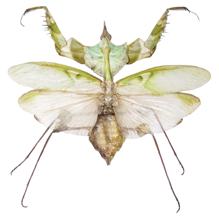 Idolomantis diabolica green praying mantis female Tanzania RARE