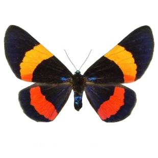 Milionia drucei red orange day flying moth Indonesia
