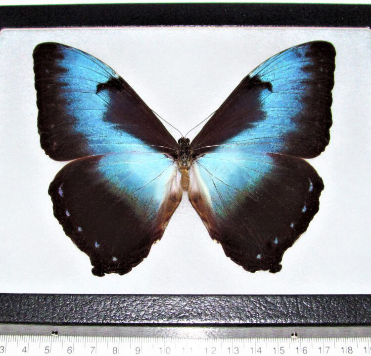Morpho cisseis blue black butterfly Peru RARE