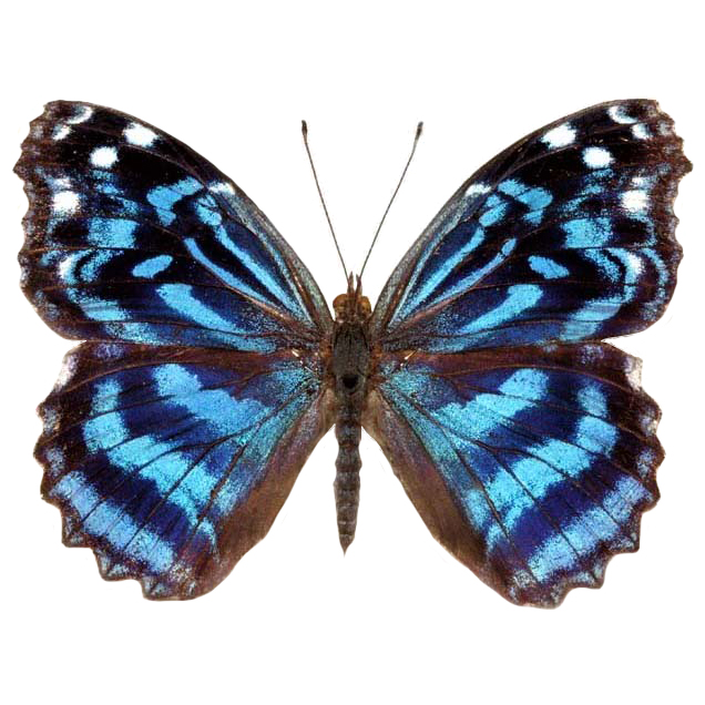 Myscelia Myscelia ethusa blue purple butterfly Costa Ricaethusa