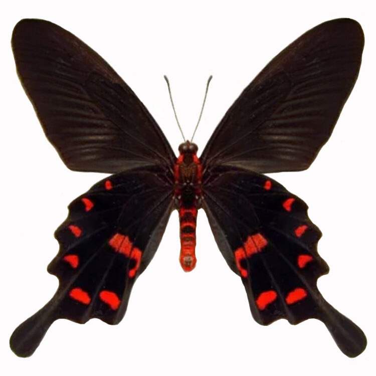 Pachliopta kotzebuea pink red black butterfly Malaysia