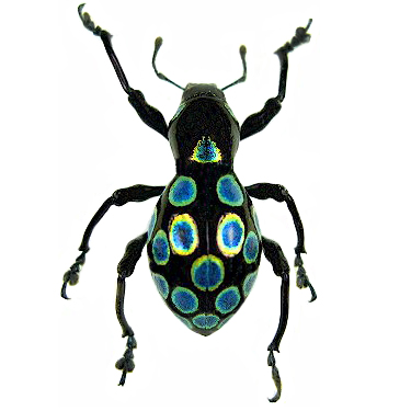 Real Weevil Beetle Pachyrrhynchus Gemmatus Blue Green Entomology 