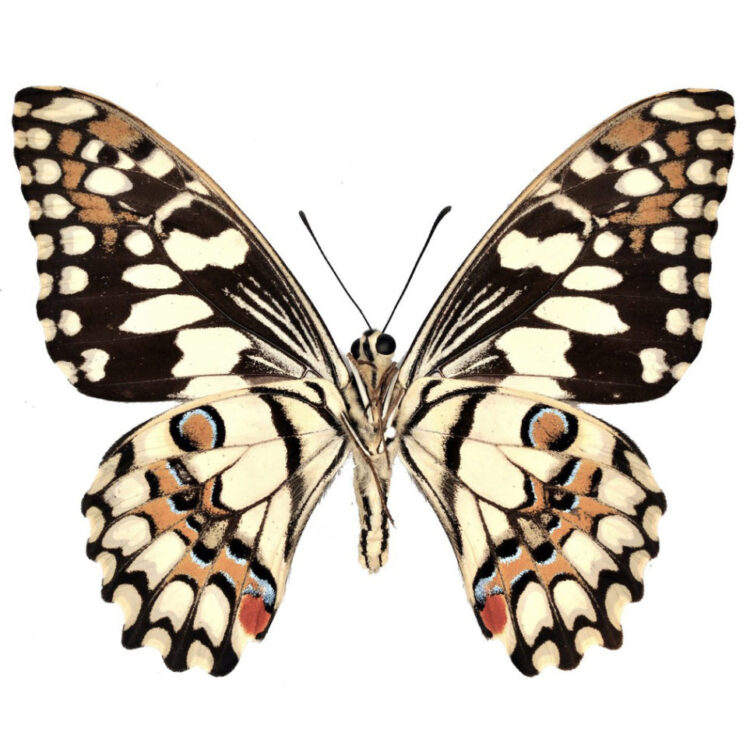 Papilio demoleus citrus swallowtail butterfly verso Indonesia