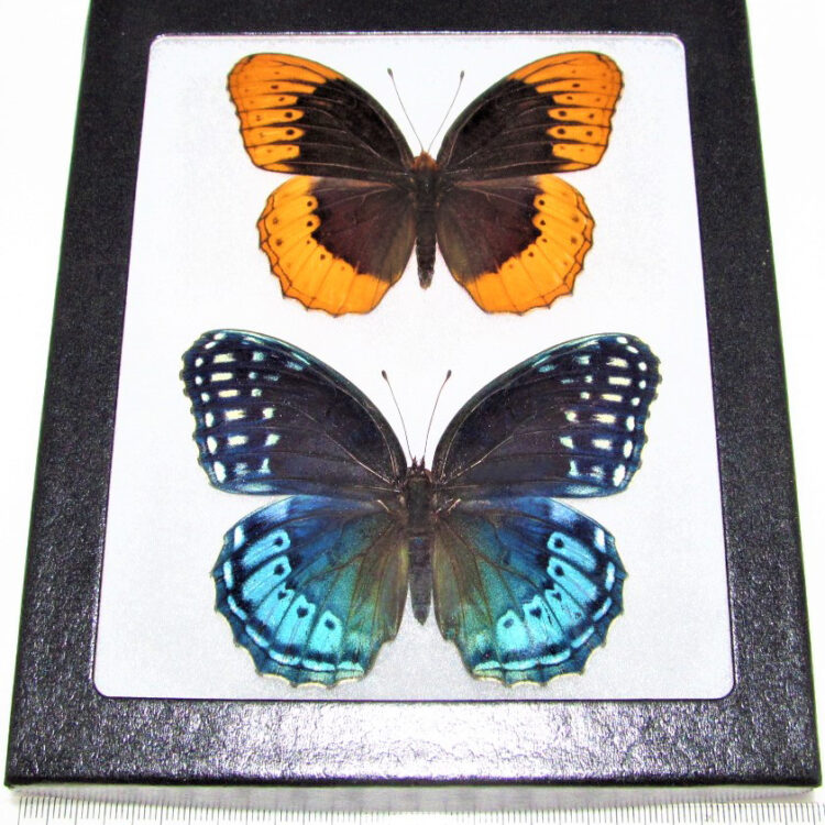 Speyeria diana blue green framed butterfly pair male female Virginia USA RARE