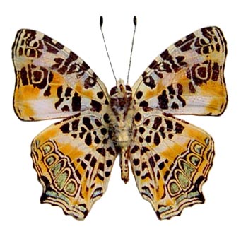Symbrenthia hypselis orange spotted butterfly verso China