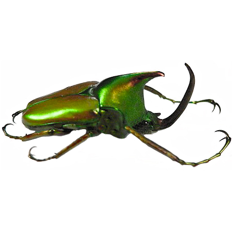 BicBugs Theodosia rodriguezi green gold rhinoceros beetle Philippines