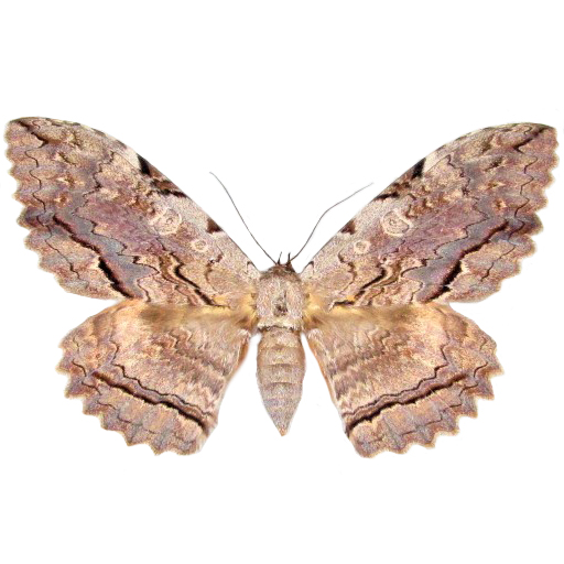 Thysania zenobia white witch moth Peru RARE