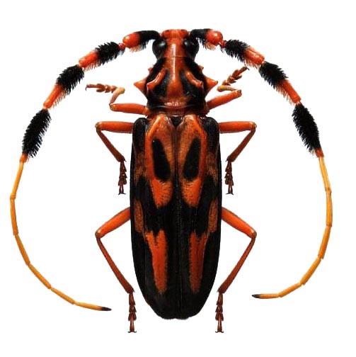 Battus barbicornis red orange longhorn beetle Peru