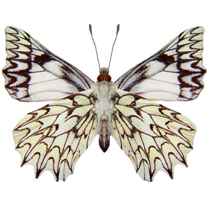 Catasticta clara white black butterfly Peru RARE