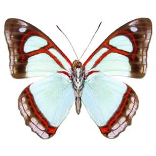 Pyrrhogyra otalais blue red butterfly verso Peru