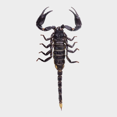 Scorpions, Spiders and Centipedes