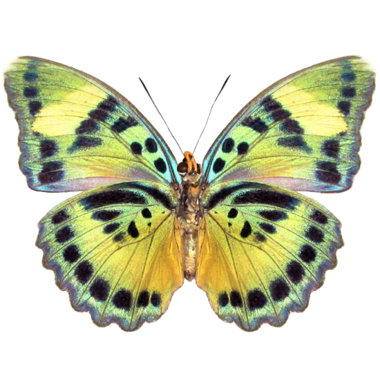 Euphaedra blue green verso butterfly Africa