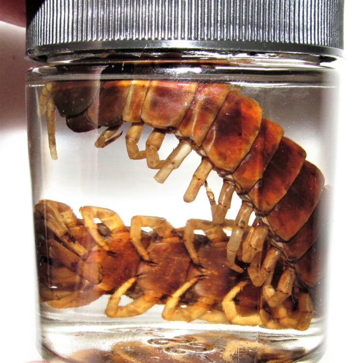 Scolopendra centipede wet specimen Arizona USA