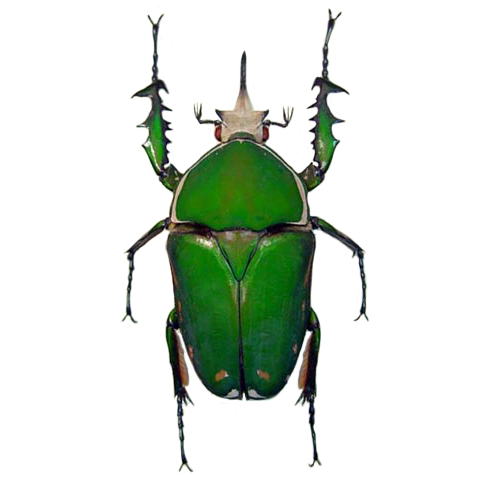 Mecynorrhina torquata male green scarab flower beetle Cameroon Africa