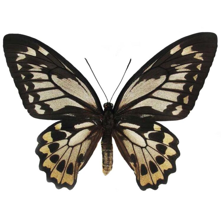 Ornithoptera croesus lydius birdwing butterfly female