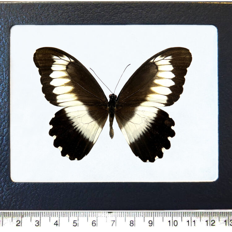 Papilio mechowianus black white butterfly Africa