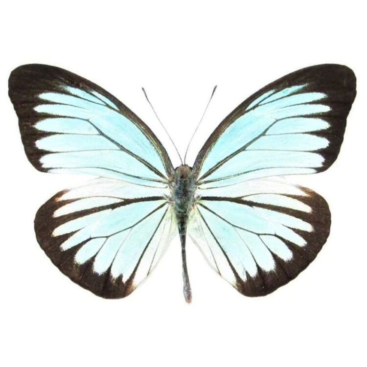 Pareronia lutescens blue butterfly Malaysia