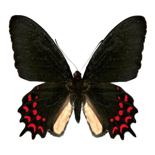 Parides photinus pink red black butterfly El Salvador