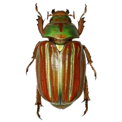Plusiotis adelaida red green scarab beetle Guatemala