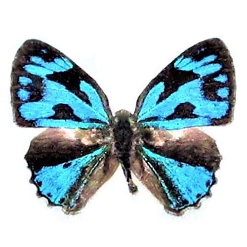 Poritia Indonesia blue butterfly no antennae