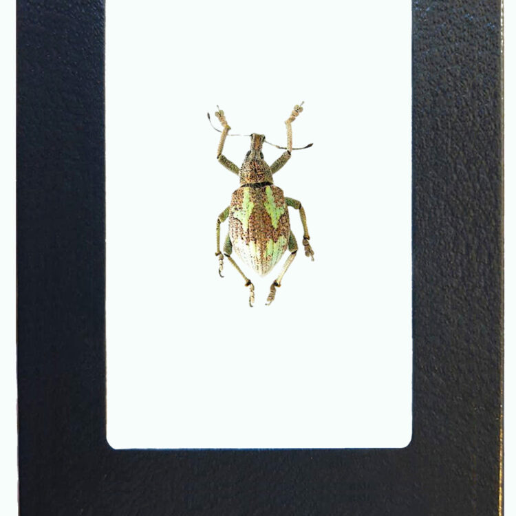 Rhinoscapha dorhni green weevil beetle Philippines