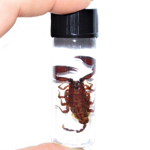Scorpion wet specimen Thailand