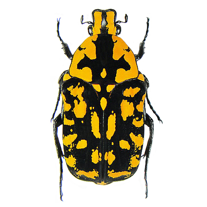 Euchroea vadoni black orange scarab beetle Madagascar