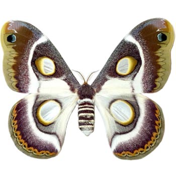 Epiphora bauhinia white saturn moth Africa