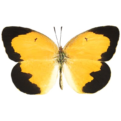 Eurema nicippe sleepy orange butterfly Arizona USA