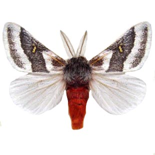 Hemileuca tricolor red white black sheep moth Arizona USA