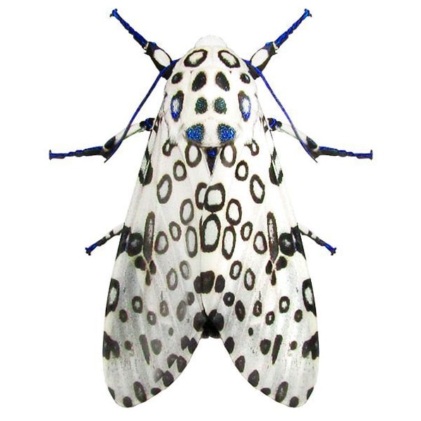 Hypercompe scribonia white black leopard moth USA