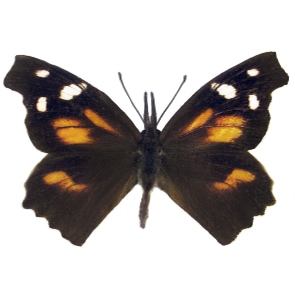 Libytheana carineta orange snout butterfly Arizona USA