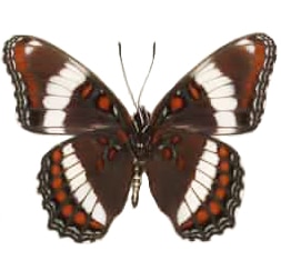Limenitis Limenitis arthemis white admiral butterfly USAarthemis