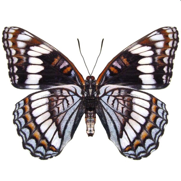 Limenitis weidemeyeri white admiral butterfly USA