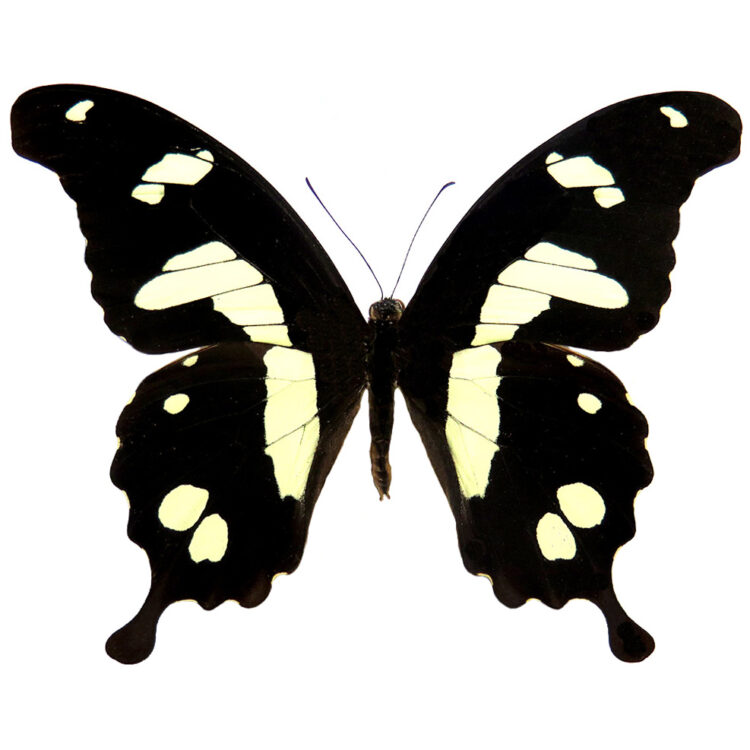 Papilio hesperus black white swallowtail butterfly Africa
