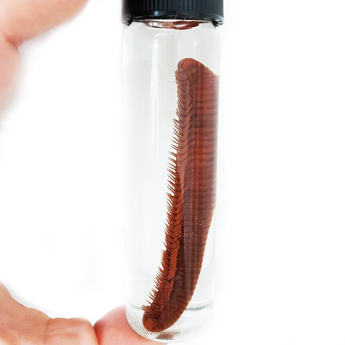 millipede preserved wet specimen