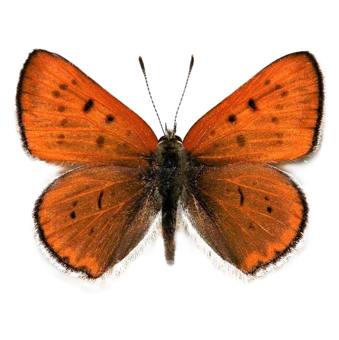 Rubidus ferrisi orange copper butterfly Arizona USA