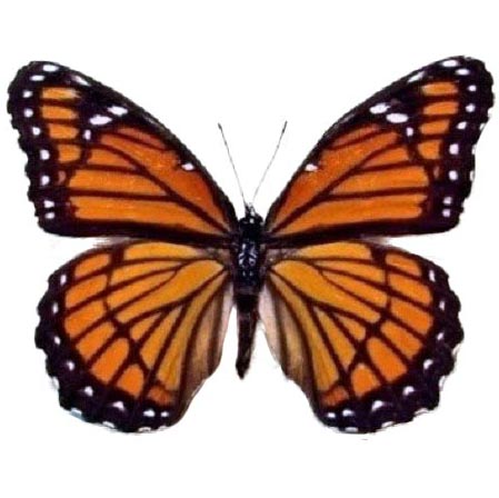 Limenitis archippus viceroy orange monarch mimic butterfly USA
