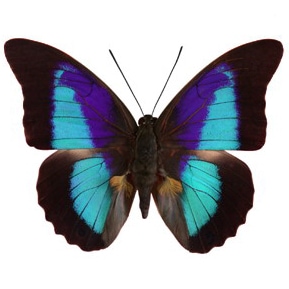 Prepona omphale blue black butterfly El Salvador