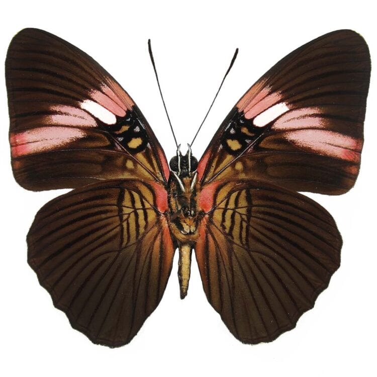 Adelpha lara pink butterfly verso Peru