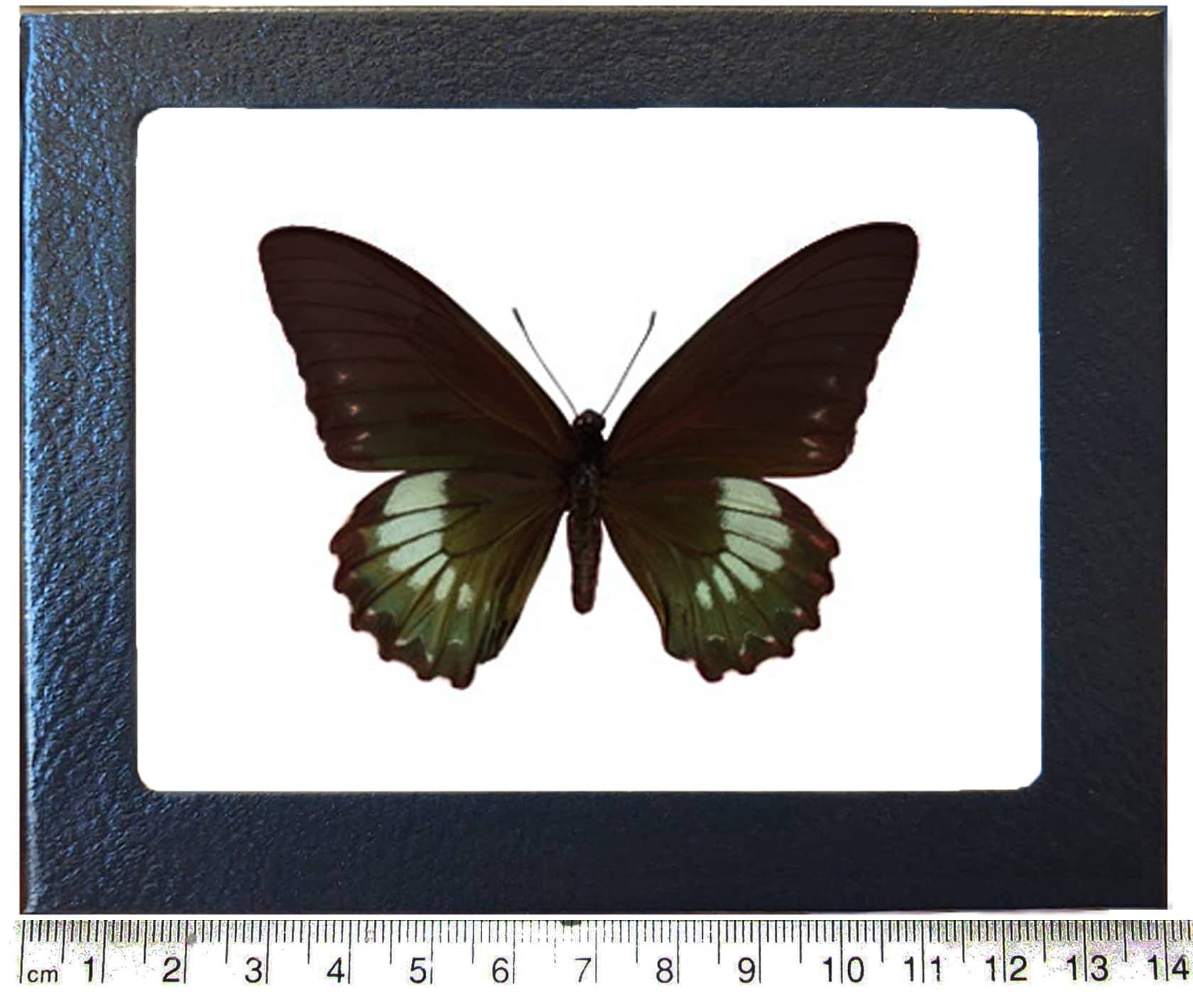 unmounted butterfly BATTUS BELUS BELUS 