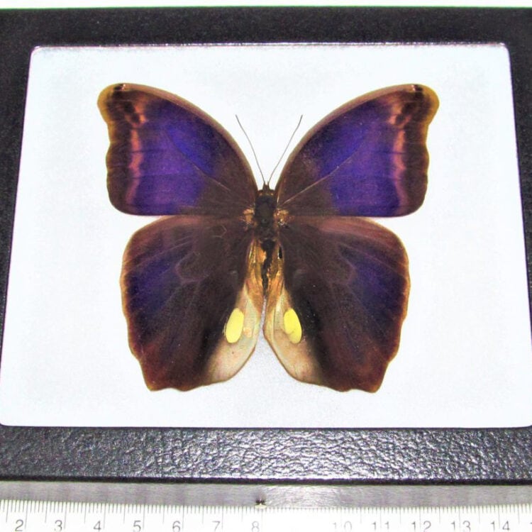 Eyphanis polyxena blue purple butterfly Peru