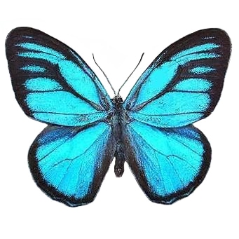 Euptychia cephus blue black lycaenidae butterfly Peru RARE