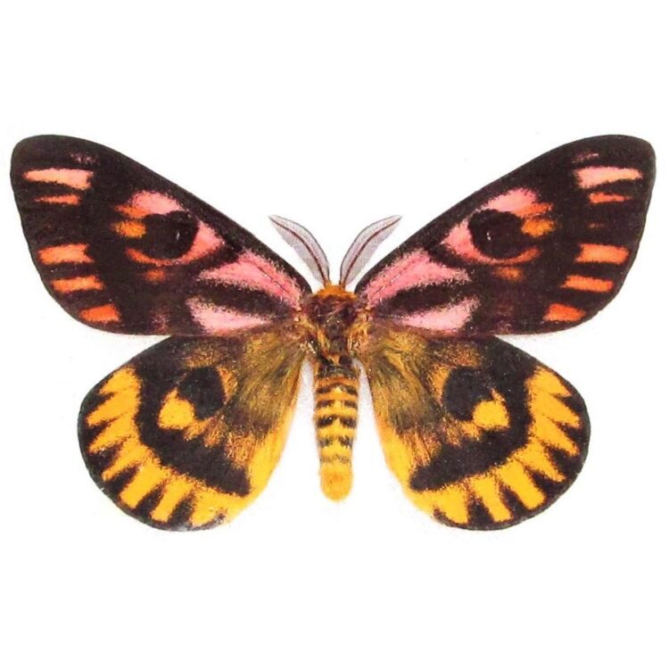 Hemileuca eglanterina pink yellow sheep moth California USA