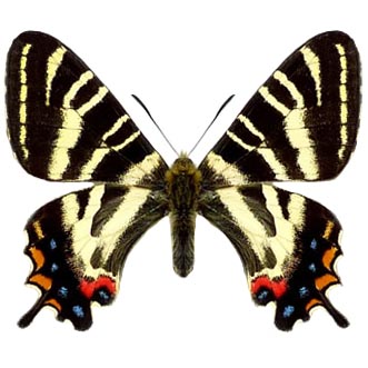 Luehdorfia japonica swallowtail butterfly Japan RARE
